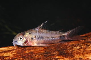 Hoplisoma habrosum