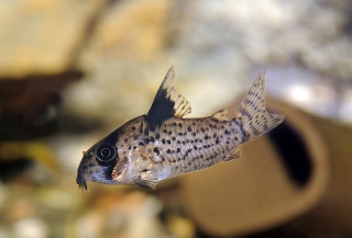 Hoplisoma leucomelas