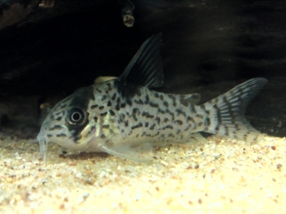 Hoplisoma leucomelas