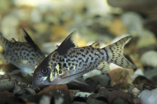 Hoplisoma leucomelas