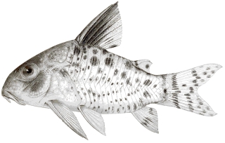 Hoplisoma leucomelas