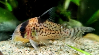 Hoplisoma leucomelas