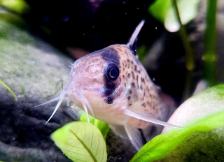 Hoplisoma leucomelas