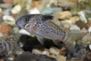 Hoplisoma leucomelas