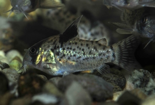 Hoplisoma leucomelas