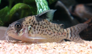 Hoplisoma leucomelas