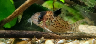 Hoplisoma leucomelas