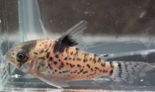 Hoplisoma leucomelas