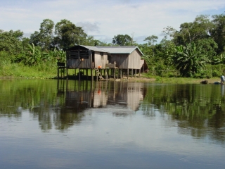 Hoplisoma leucomelas