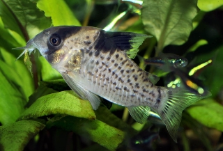 Hoplisoma leucomelas