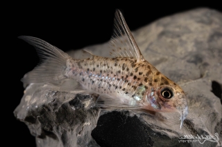 Hoplisoma loretoense