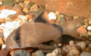Hoplisoma metae