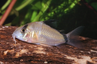 Hoplisoma metae
