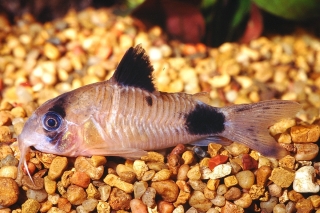 Hoplisoma panda