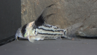 Hoplisoma parallelum