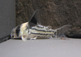 Hoplisoma parallelum