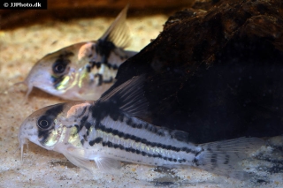 Hoplisoma parallelum