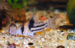 Hoplisoma parallelum