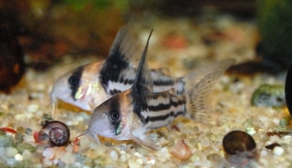 Hoplisoma parallelum