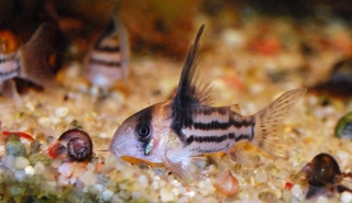 Hoplisoma parallelum