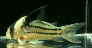 Hoplisoma parallelum