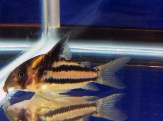 Hoplisoma parallelum