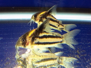 Hoplisoma parallelum