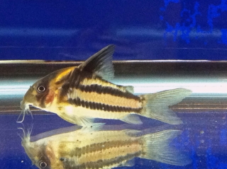 Hoplisoma parallelum