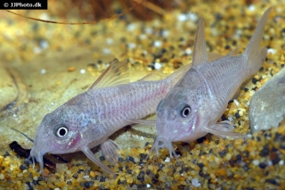 Hoplisoma polystictum