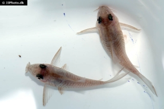 Hoplisoma polystictum