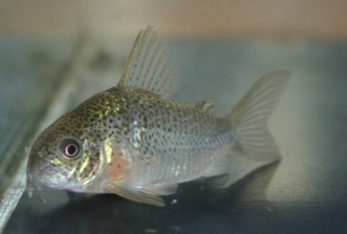 Hoplisoma polystictum