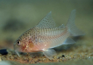 Hoplisoma polystictum