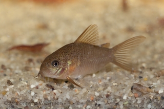 Hoplisoma polystictum