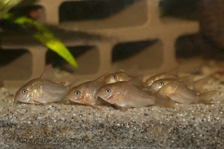 Hoplisoma polystictum