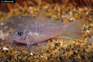 Hoplisoma polystictum