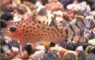 Hoplisoma punctatum