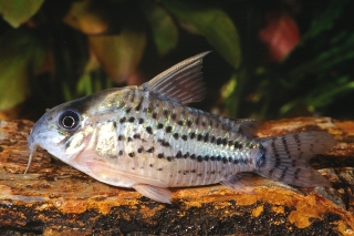 Hoplisoma schwartzi