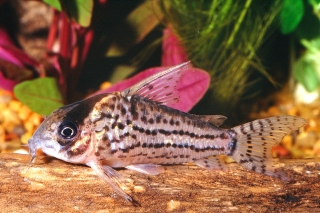 Hoplisoma schwartzi