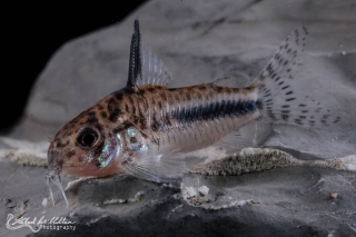 Hoplisoma sipaliwini