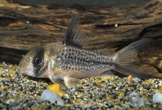 Hoplisoma sp. (C003)