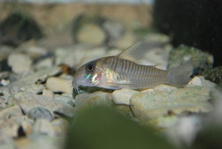 Hoplisoma sp. (C040)