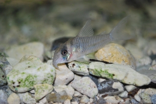 Hoplisoma sp. (C040)