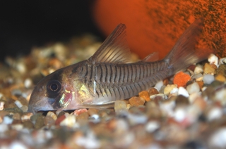 Hoplisoma sp. (C040)