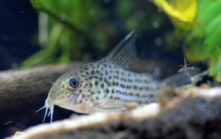 Hoplisoma sp. (C045)