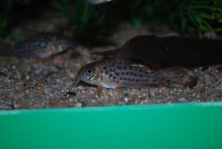 Hoplisoma sp. (C045)