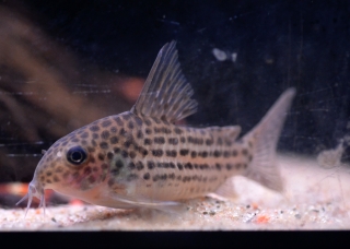 Hoplisoma sp. (C045)