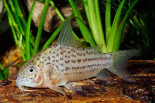 Hoplisoma sp. (C045)