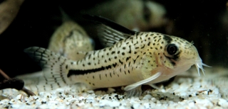 Hoplisoma sp. (C091)