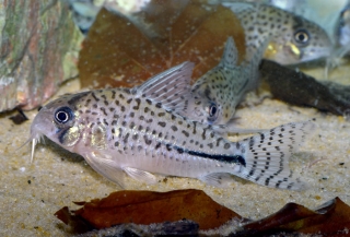 Hoplisoma sp. (C091)