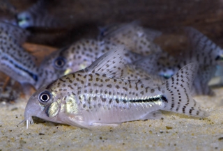 Hoplisoma sp. (C091)